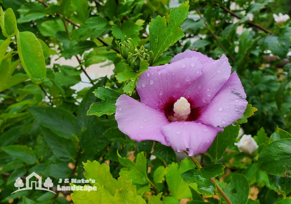 The Best Plants for Full Sun in Central Oklahoma