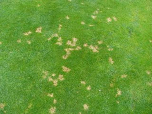 Dollar Spot Oklahoma Lawn