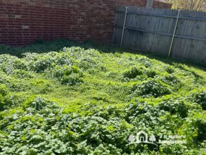 Before picture of Norman yard lawn care