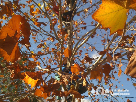 Oklahoma Autumn Leaves