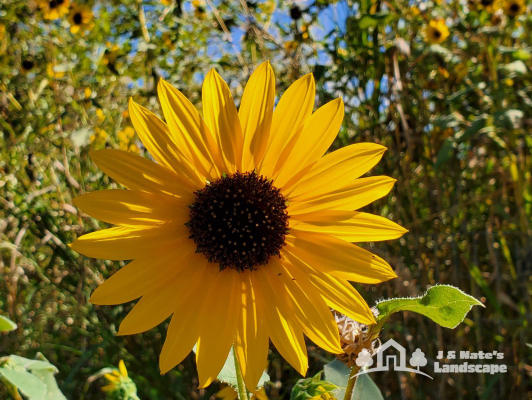 Oklahoma Fall Sunflowers