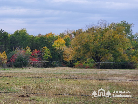 Oklahoma Fall Trees