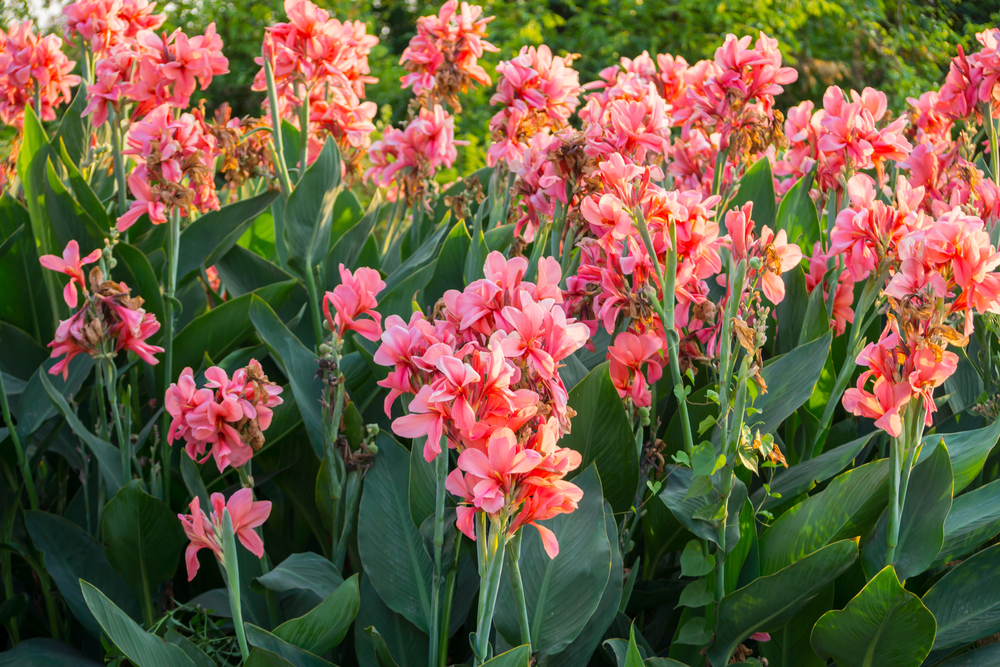 Oklahoma Canna Oklahoma Canna