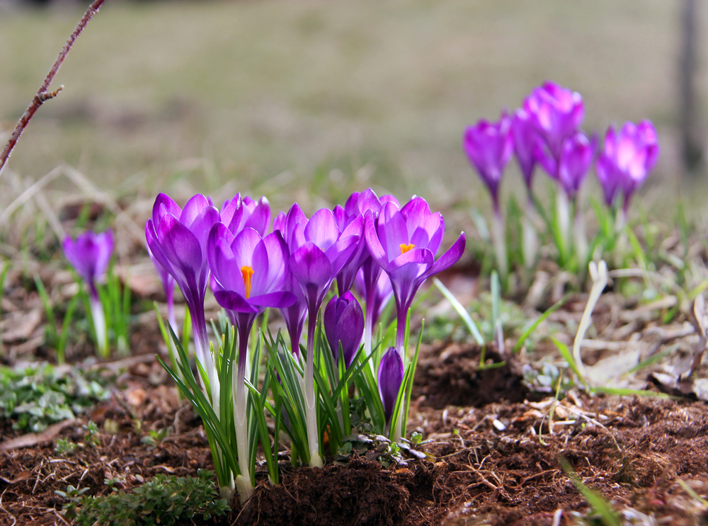 Oklahoma Crocus Flowers Oklahoma Crocus Flowers