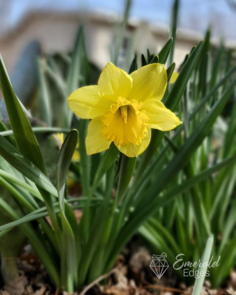 Daffodil Daffodil