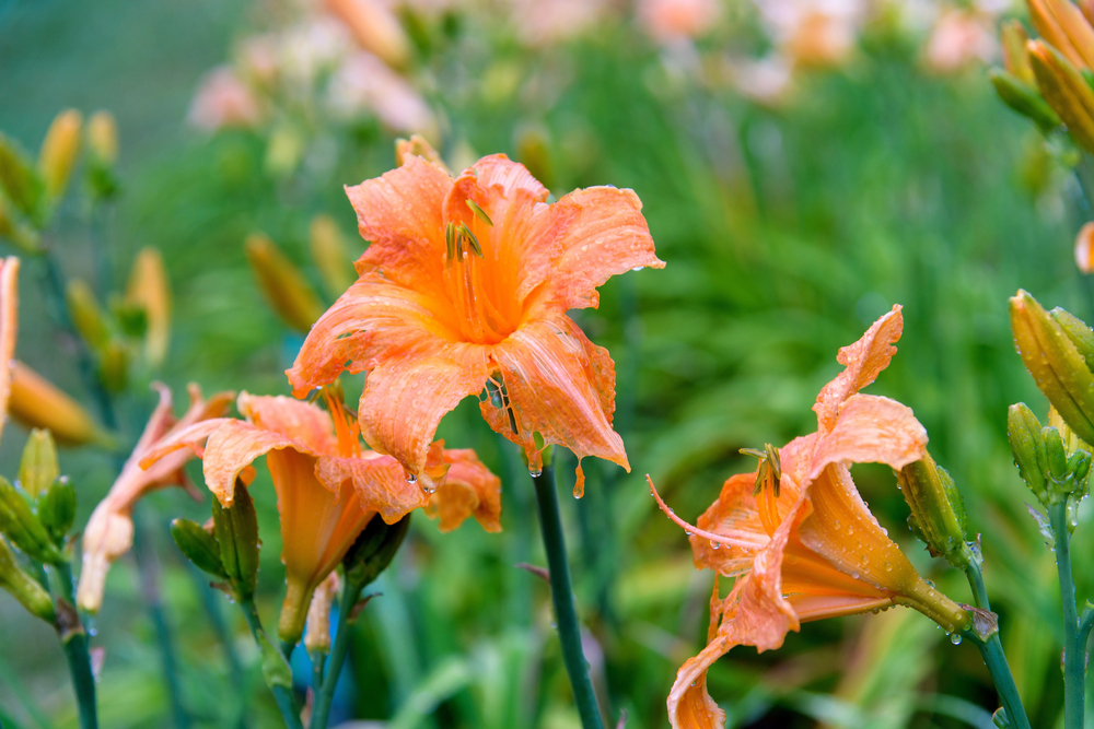 Oklahoma Daylilies Oklahoma Daylilies