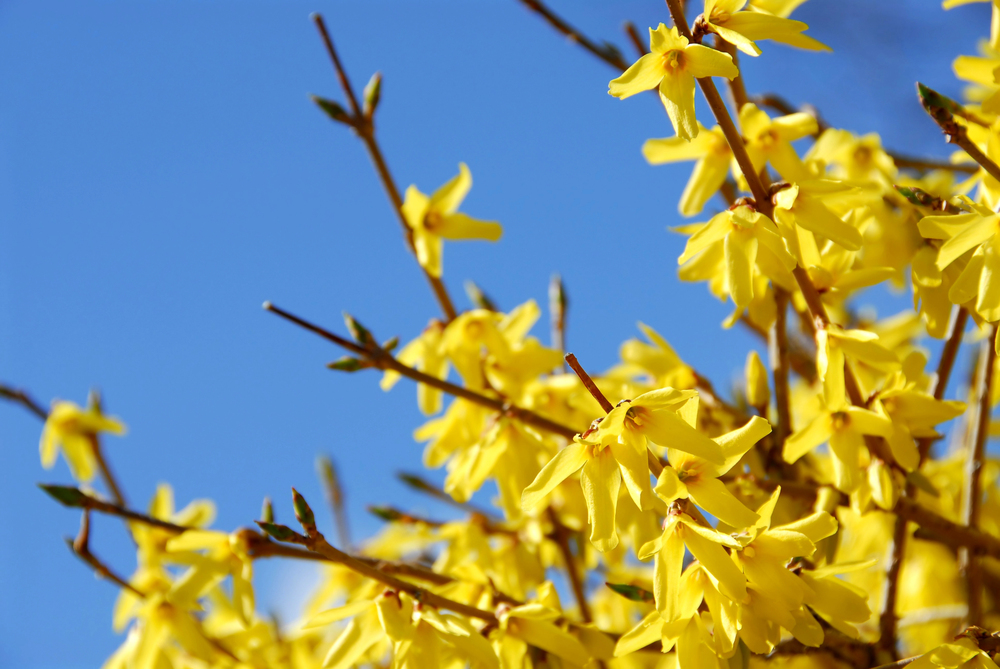 Oklahoma Forsythia Oklahoma Forsythia