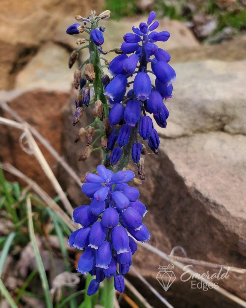 Grape Hyacinth (Muscari) Grape Hyacinth (Muscari)