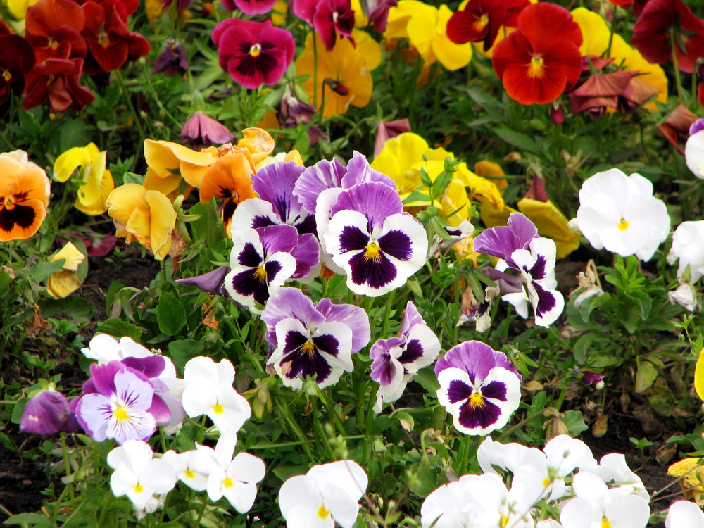 Oklahoma Pansies Oklahoma Pansies