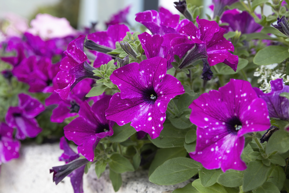 Oklahoma Petunias Oklahoma Petunias