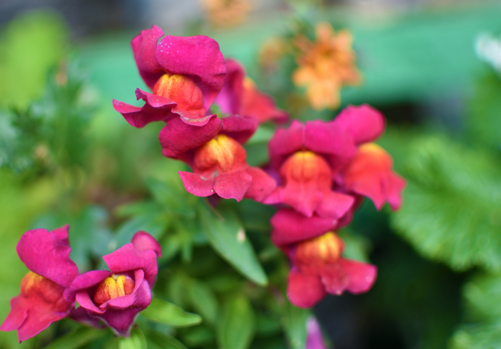 Oklahoma pink snapdragon flowers (Antirrhinum) in the garden. Oklahoma pink snapdragon flowers (Antirrhinum) in the garden.