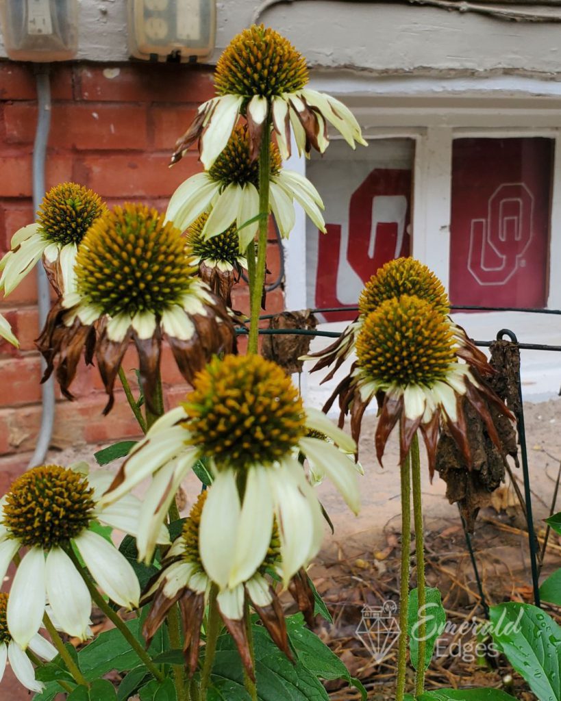 Prairie Coneflower Prairie Coneflower