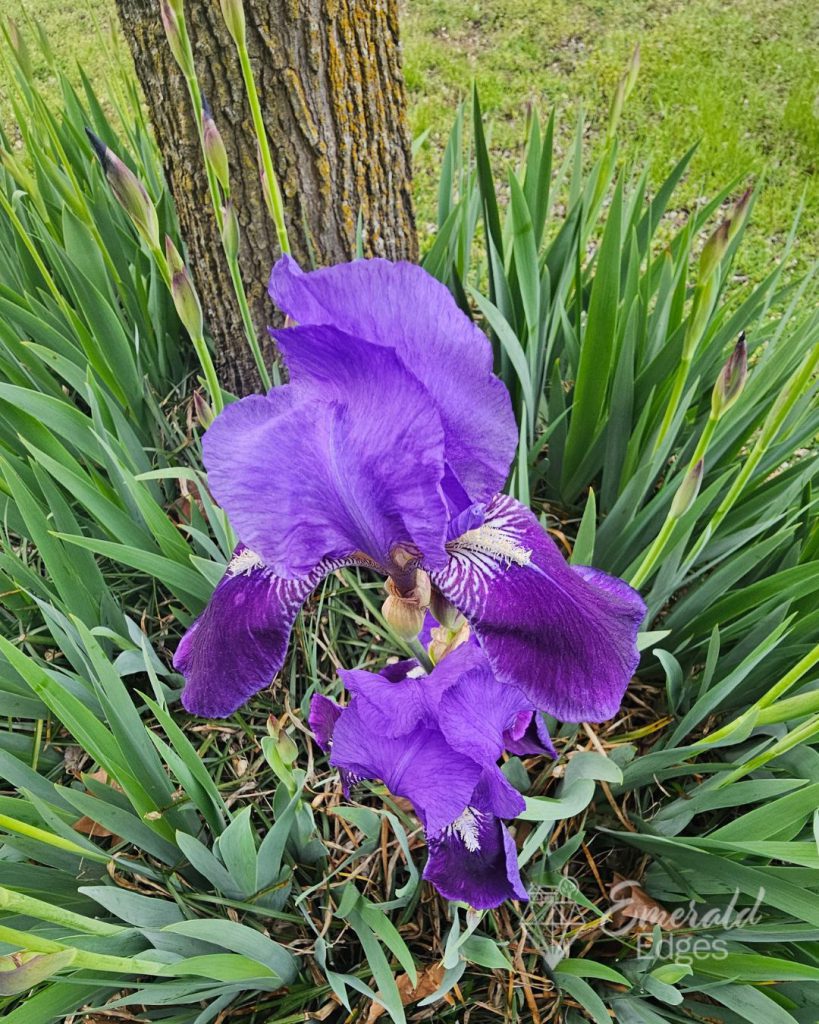Purple Iris Purple Iris