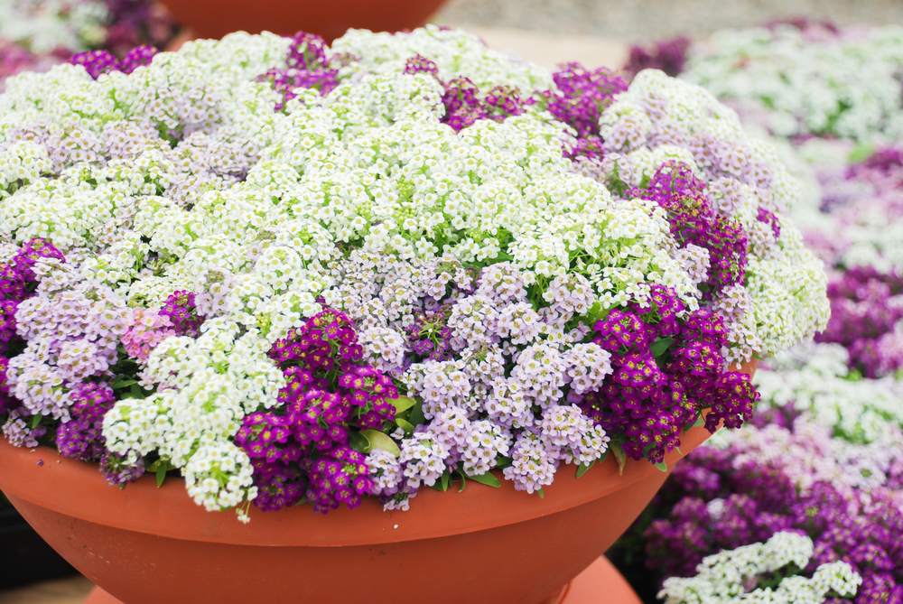 Oklahoma Sweet Alyssum Oklahoma Sweet Alyssum