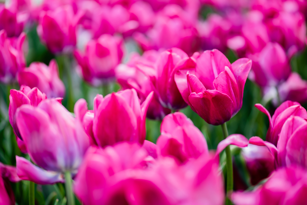 Oklahoma Tulip Garden Oklahoma Tulip Garden